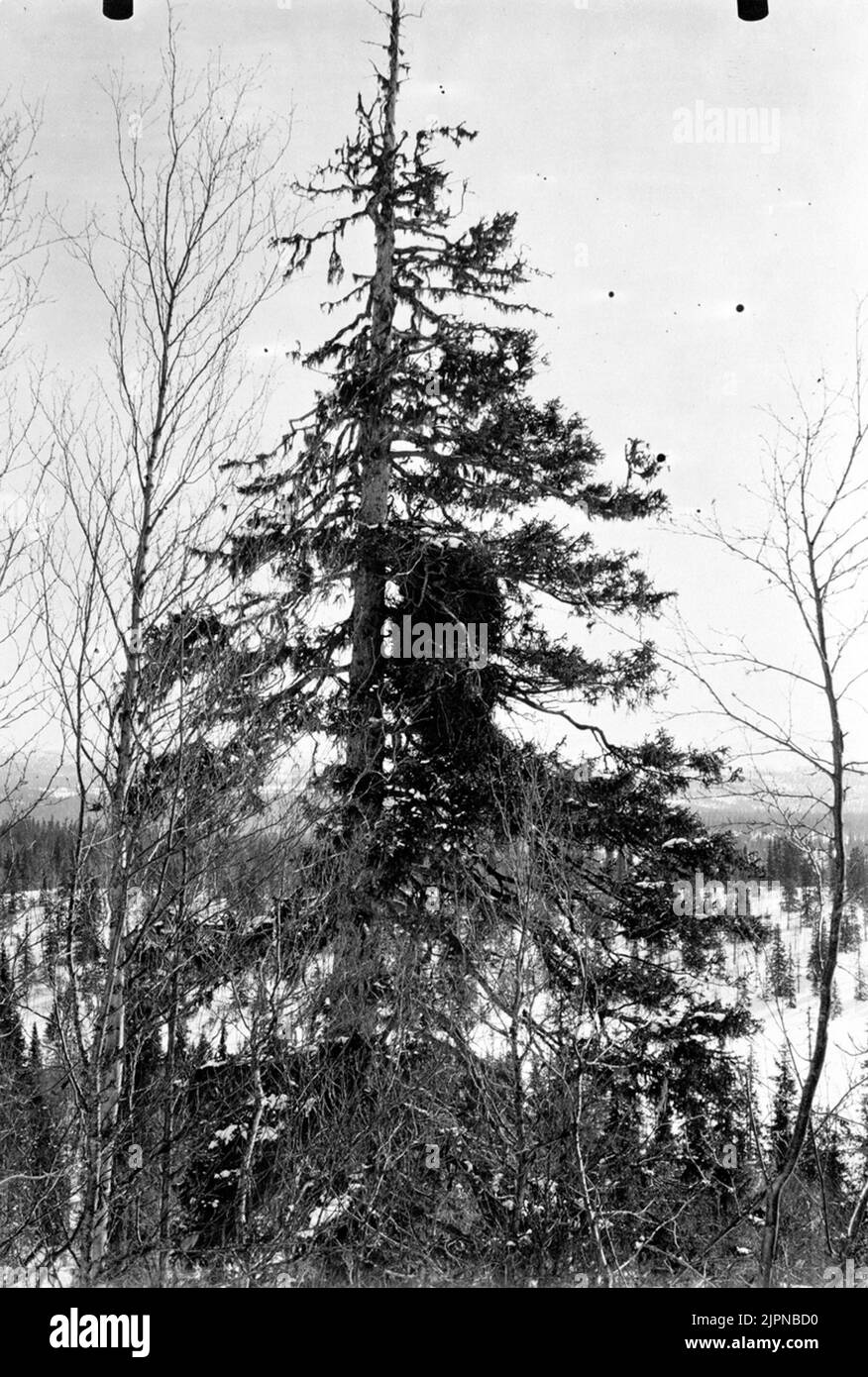 The top of old spruce, in which a king's eagle, Aquila Chrysaetos, is located. The nest about 3 m high, erected by a somewhat irregular cylindrical rice mat of mostly quite fine, 1-2 cm thick branches of spruce and birch. Rice cylinder's largest diameter at the top is 1.3 m Photo E. Wibeck D 1 April 1921 Toppen af gammal gran, i hvilken ett kungsörnsbo, Aquila chrysaetos, befinner sig. Boet ca 3 m högt, uppfördt af en något oregelbundet cylindrisk rismatta af mestadels ganska fina, 1-2 cm tjocka grenar af gran och björk. Riscylinderns största diameter upptill är 1.3 m Foto E. Wibeck d 1 april Stock Photo