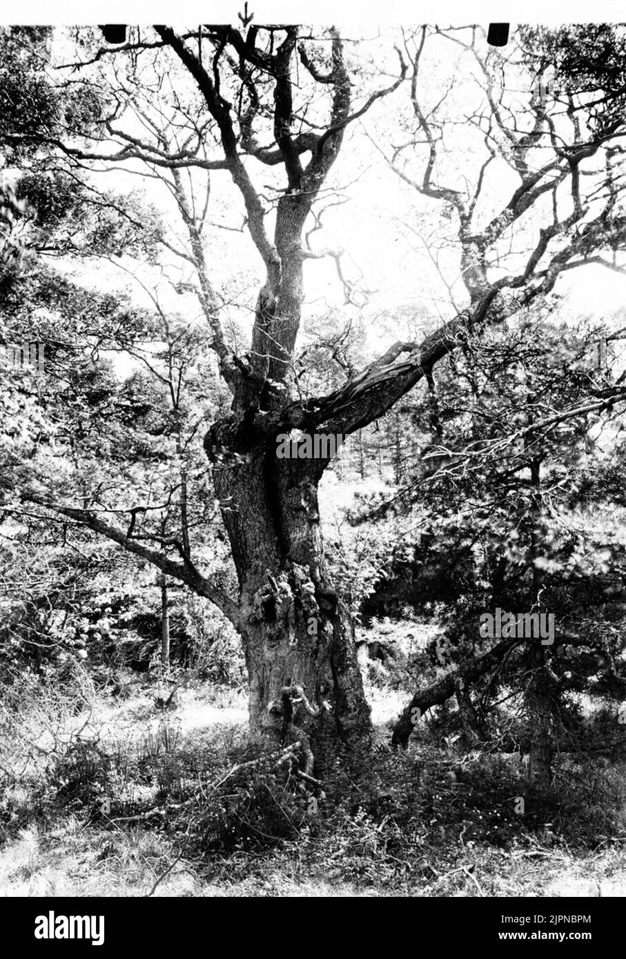 , Settlement in ALM for big cracks (Mergus Merganser) May 24, 1937