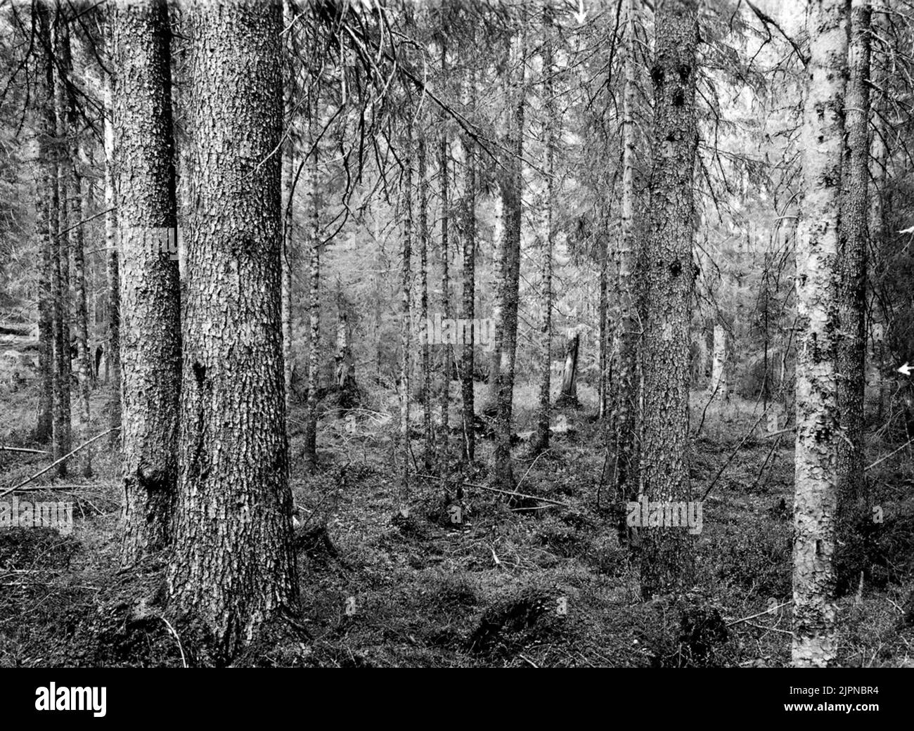 Biotope for tree crawler (CERTHIIDA) May 17, 1914 Biotop för Trädkrypare (Certhiidae) 17 Maj 1914 Stock Photo