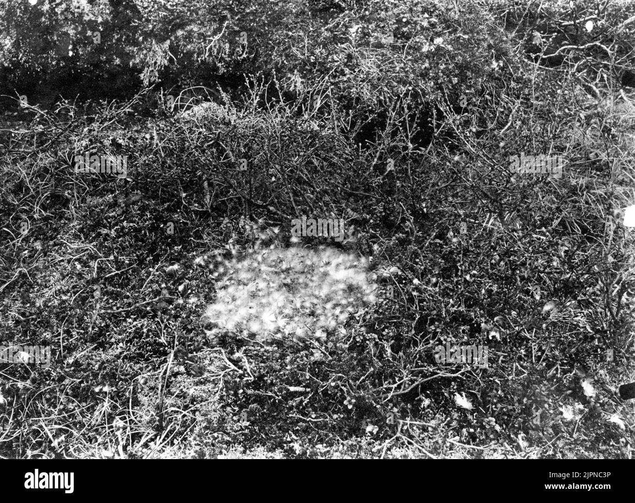 Stay by mountain goose (considers erythropus) in the condition it was at the discovery. The eggs completely covered by down. June 23, 1918. Bo av Fjällgås (Anser erythropus) i det skick det befann sig vid upptäckten.Äggen helt övertäckta av dun. 23 Juni 1918. Stock Photo