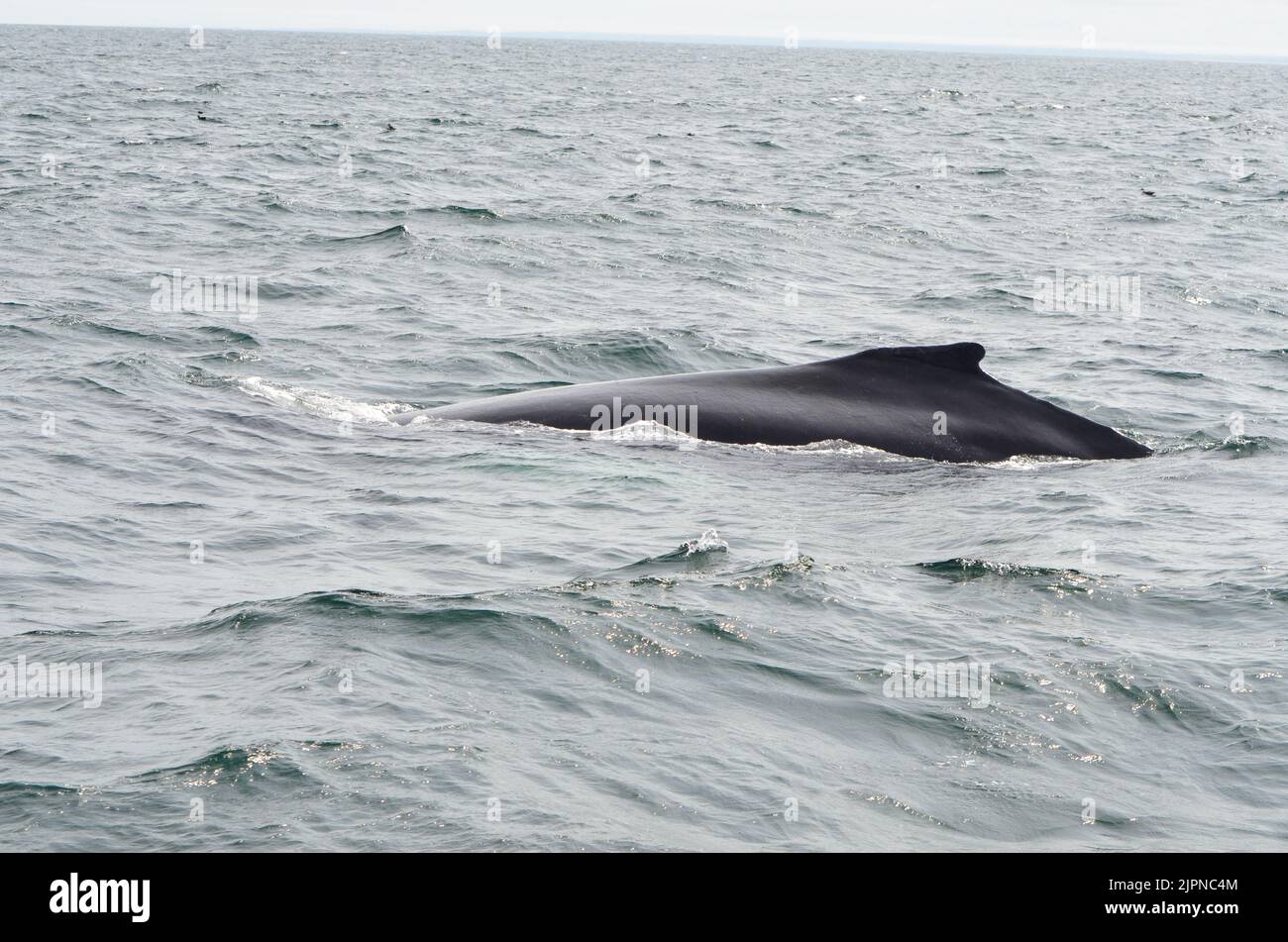 The back of a whale with its fin while whale watching in the Atlantic