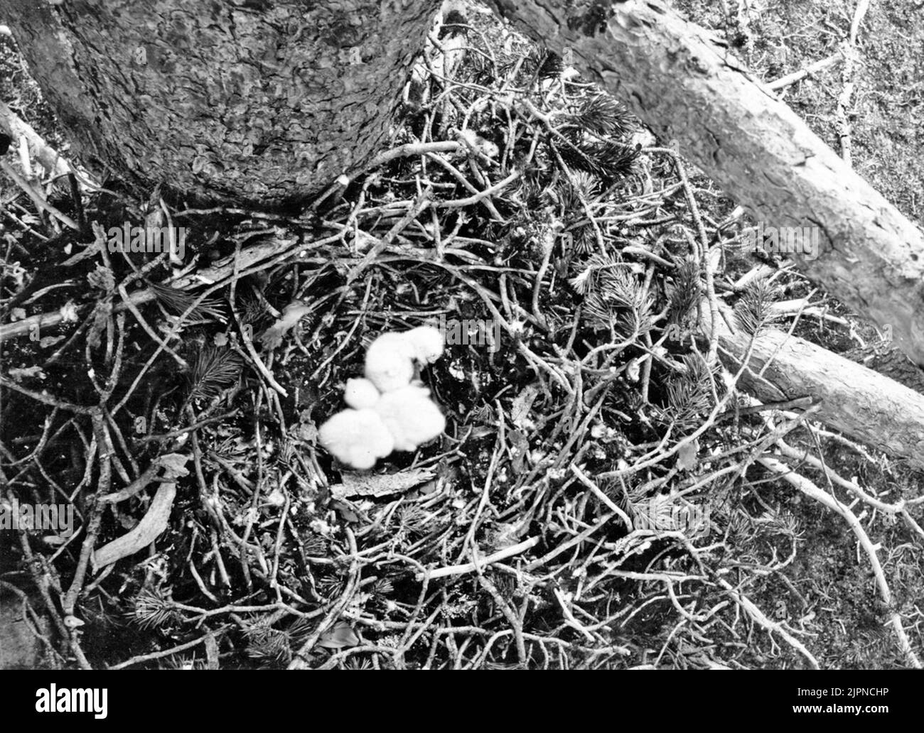 Stay by pigeon hawk (Astur palumbarius) with 3 down. The ball seen straight from the top. The nest is located in a pine at about 5m height. Pure pine forest on a ridge in the northern part of Sjauenjamyren about 12 km north of Horrå station, Gällivare. Norrbotten's patchwork. June 9, 1924 Bo av Duvhök (Astur palumbarius) med 3 st dunungar. Balen sedd rakt uppifrån. Boet beläget i en tall på c:a 5mhöjd. Ren tallskog på en ås i norra delen av Sjauenjamyren c:a 12 km norr om Horrå station, Gällivare. Norrbottens lappmark. 9 juni 1924 Stock Photo
