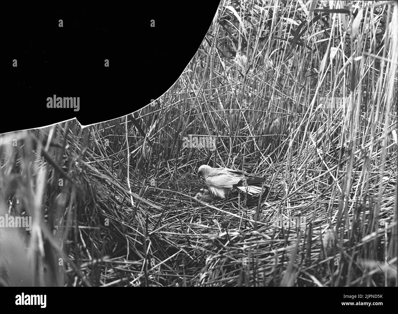 Blue marsh hawk, male we live with kids (and eggs) Blå kärrhök, hanen vi bo med ungar (och ägg) Stock Photo