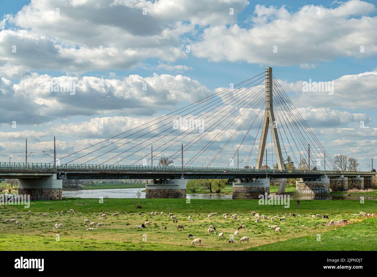 Flock of sheep at the Elbe bridges Niederwartha on the left bank of the river Elbe, Dresden, Saxony, Germany Stock Photo