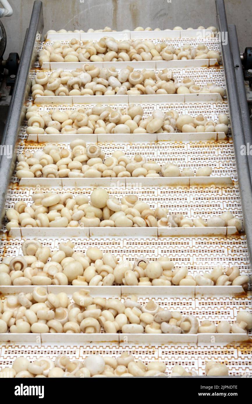 Factory for the production of canned champignons. Washing, conveyor, cleaning and packaging of champignons Stock Photo