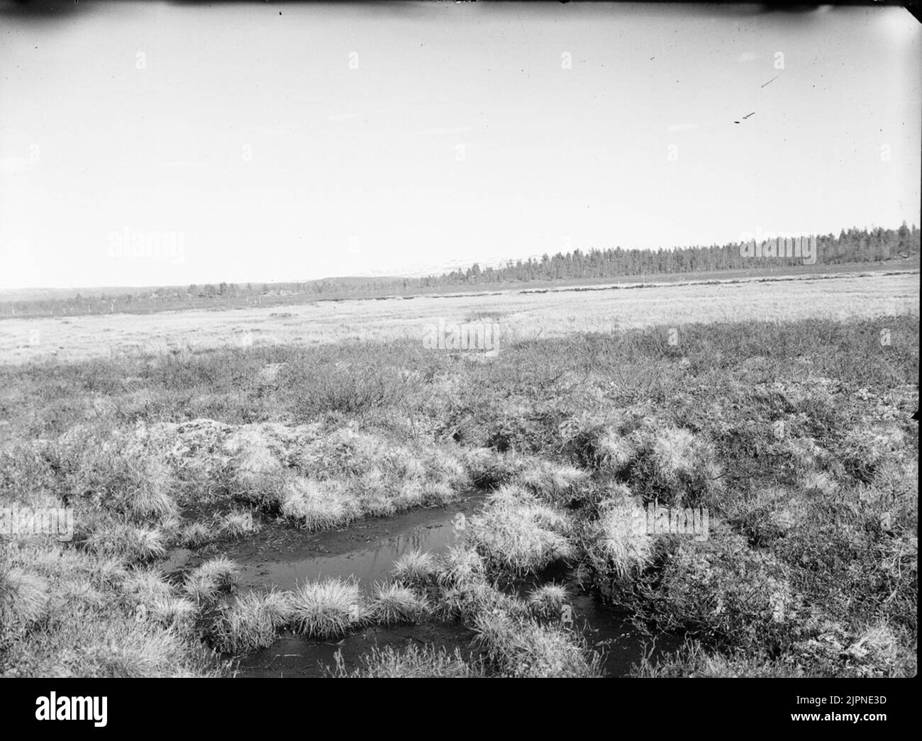 Biotope for marsh spoil Biotop för myrspov Stock Photo