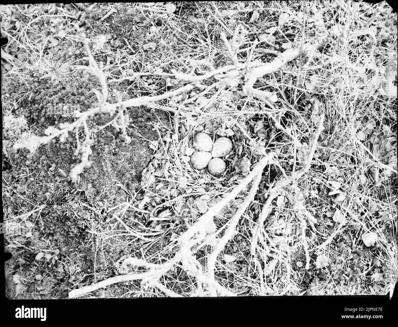 Ground with moss Black and White Stock Photos & Images - Alamy