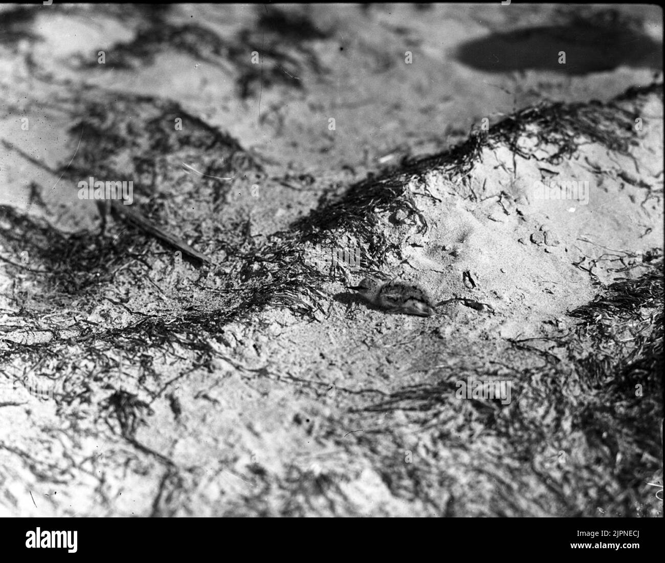 Kid cutting black and white stock photos images alamy
