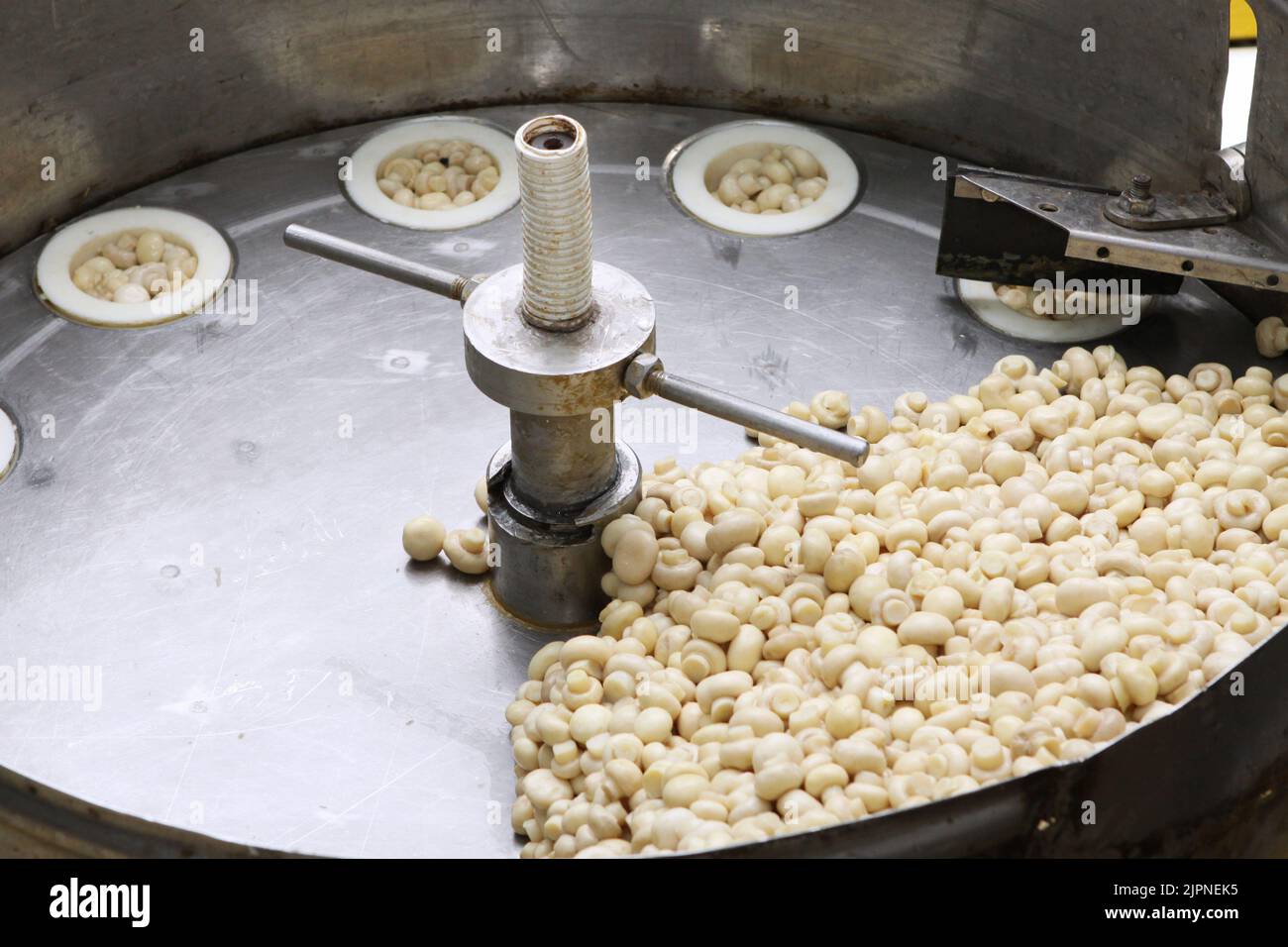 Factory for the production of canned champignons. Washing, conveyor, cleaning and packaging of champignons Stock Photo