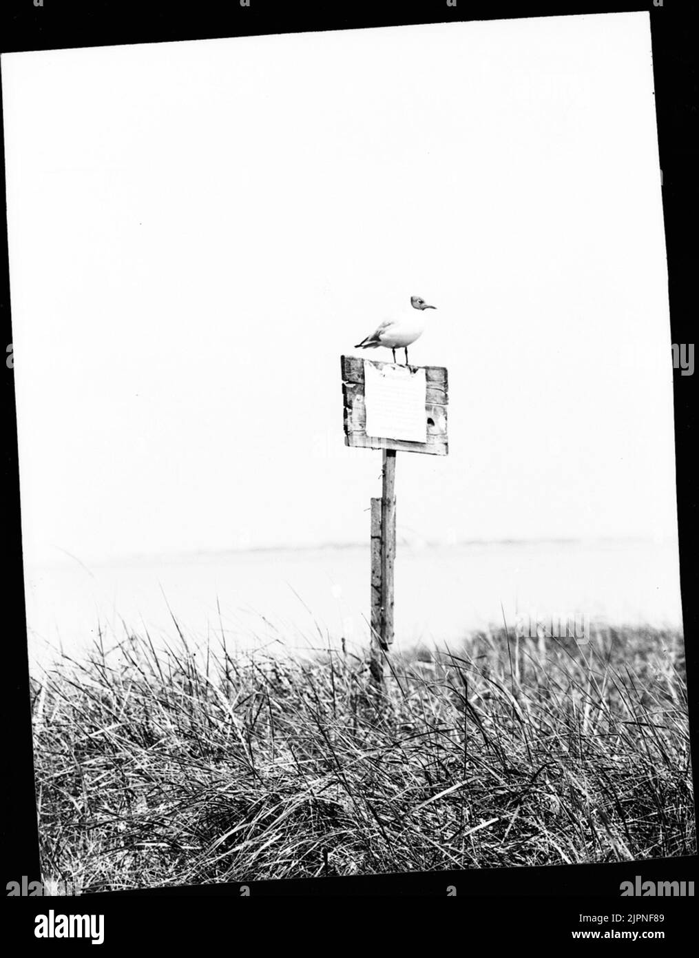 The gull on the bulletin board Skrattmåsen på anslagstavlan Stock Photo