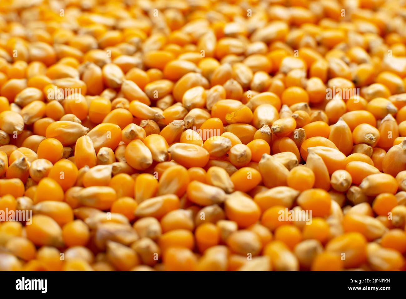 Dry raw corn kernels for making popcorn food background Stock Photo Alamy