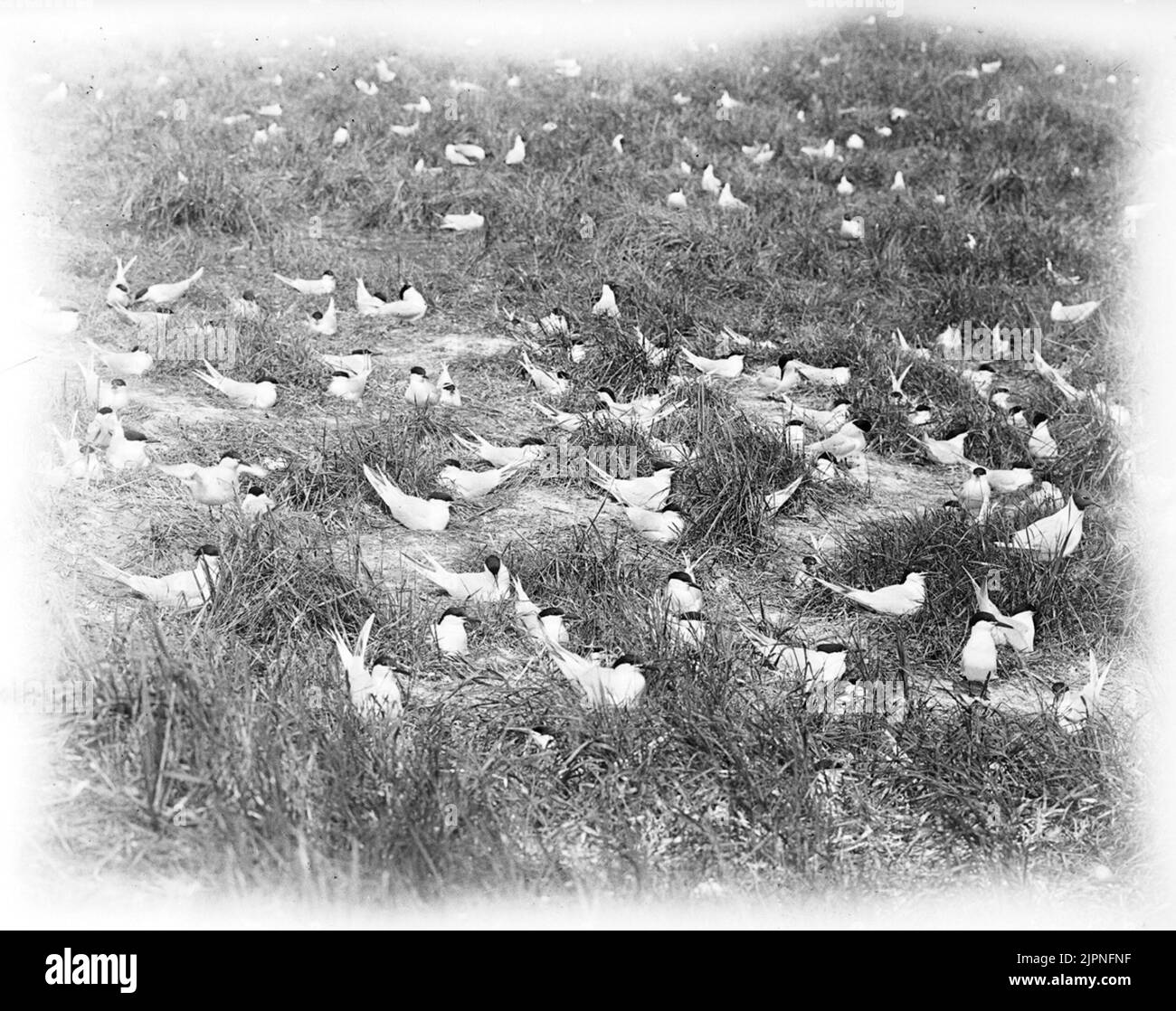 Kentsk Tärna, Roughening Birds Kentsk tärna, ruvande fåglar Stock Photo