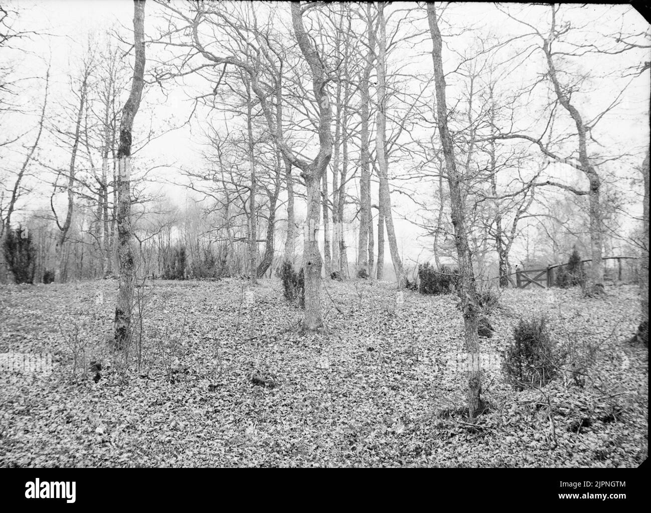 Tree nuts Black and White Stock Photos & Images Alamy