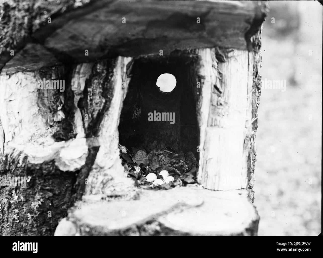 Stay of nut awake Bo av nötväcka Stock Photo Alamy