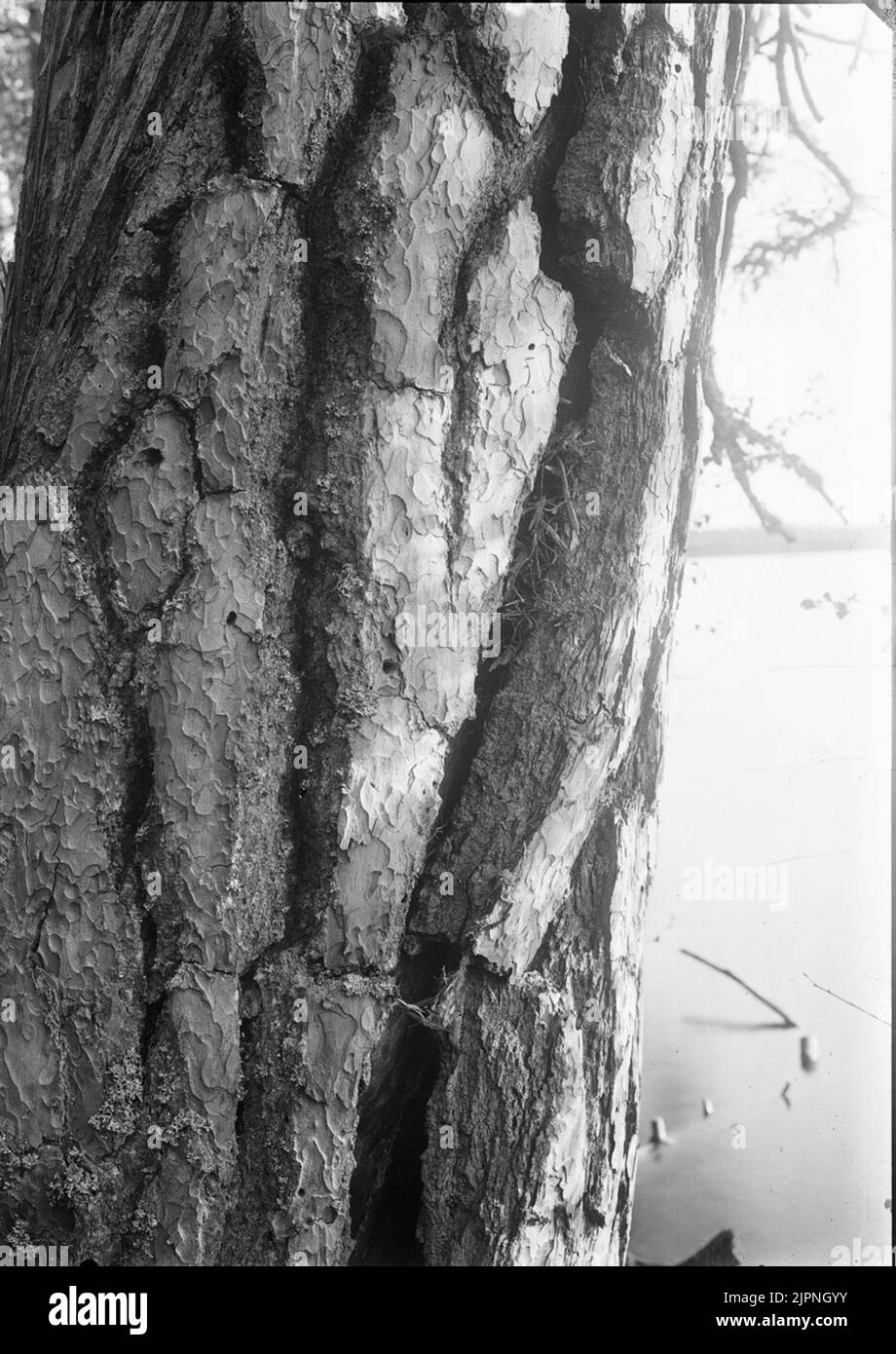 Tree Settlement Landuseplanning hi-res stock photography and images - Alamy