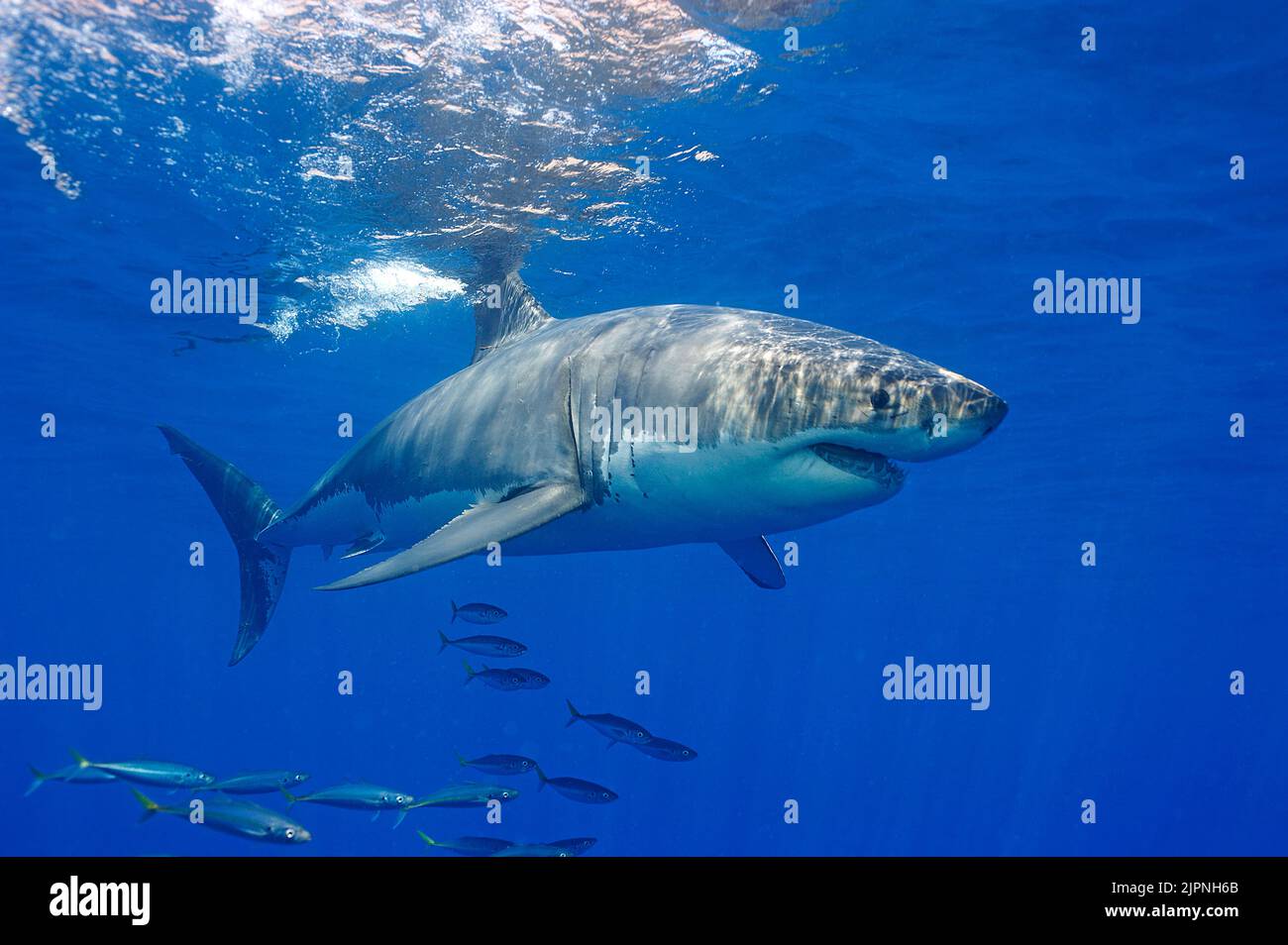 Great white shark (Carcharodon carcharias) in blue water, Guadalupe