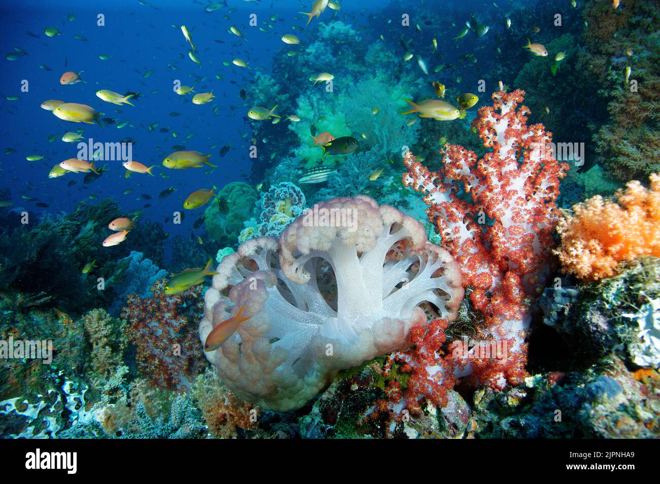 Reef scene, Anthias (Anthiadidae) cruising around colourful soft corals (Anthozoa), topical coral reef at Komodo, Indonesia Stock Photo