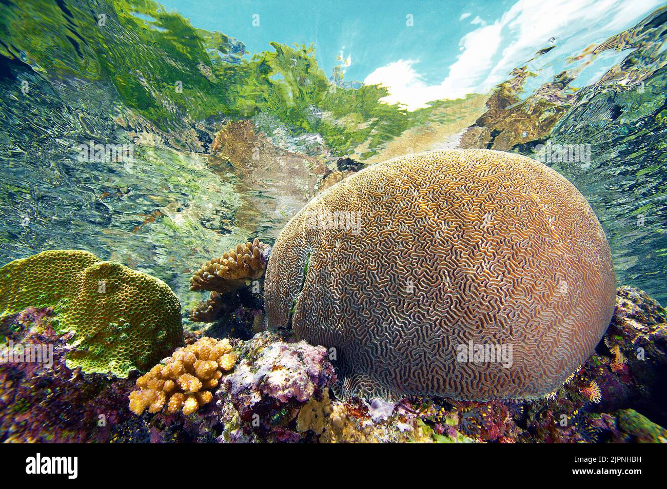 Huge brain coral (Platygyra lamellina) in a tropical coral reef, Solomon islands, Pacific ocean Stock Photo