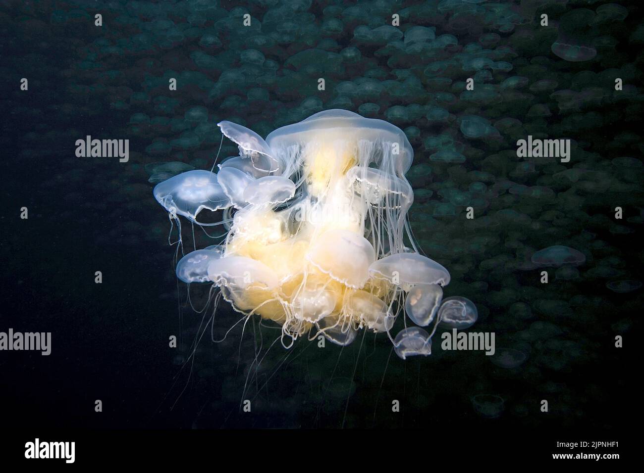 Fried Egg Jellyfish or Egg-yolk jellyfish (Phacellophora camchakana), British Columbia, Canada Stock Photo