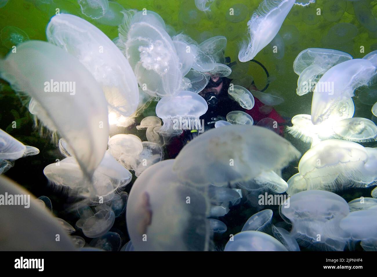 Scuba diver behind a large large number of Moon Jellies (Aurelia labiata), British Columbia, Canada Stock Photo