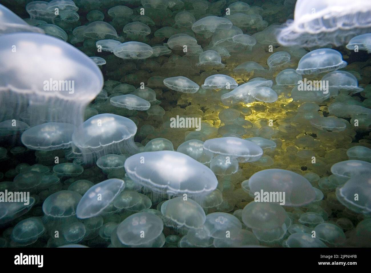 A large large number of Moon Jellies (Aurelia labiata), British Columbia, Canada Stock Photo