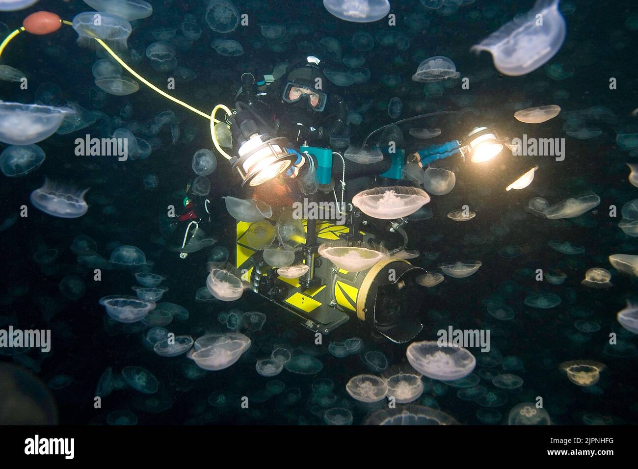 Scuba diver behind a large large number of Moon Jellies (Aurelia labiata), British Columbia, Canada Stock Photo