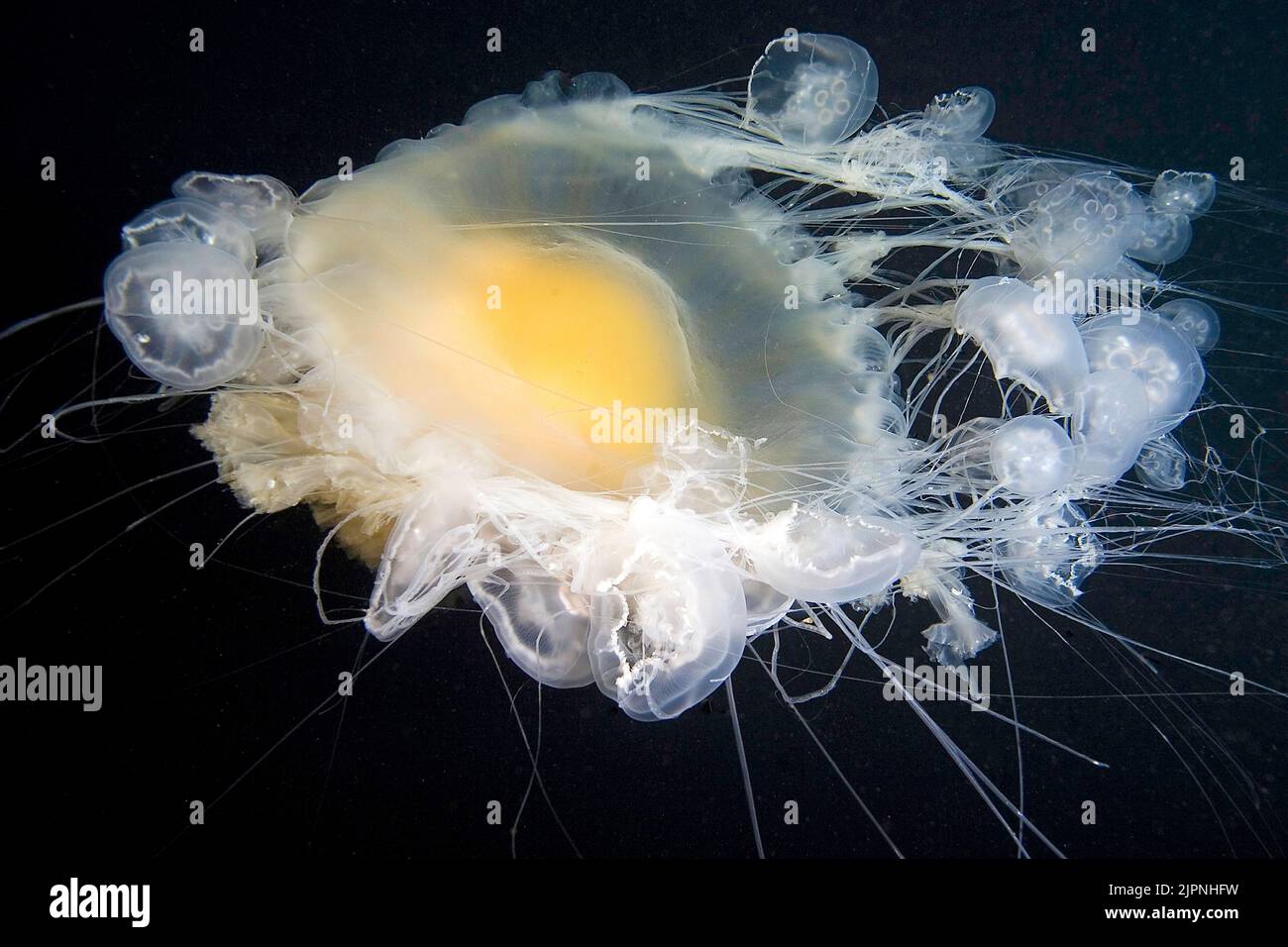 Fried Egg Jellyfish or Egg-yolk jellyfish (Phacellophora camchakana), British Columbia, Canada Stock Photo