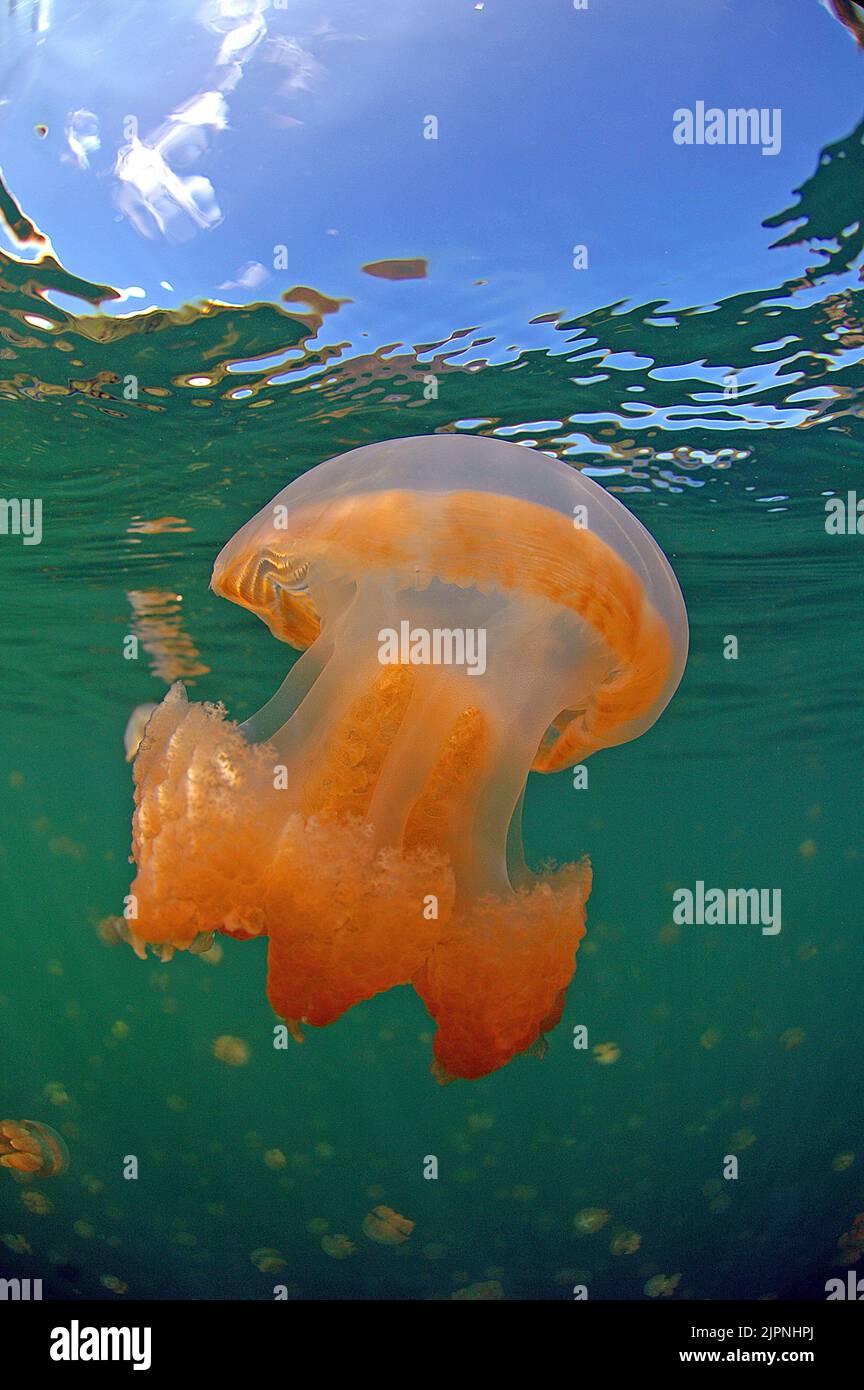 Mastigias-Schirmqualle (Mastigias papua) auch Papua-Qualle in einem Binnen-Salzwassersee, Eil Malk island, Palau, Mikronesien | Mastigias jellyfish or Stock Photo