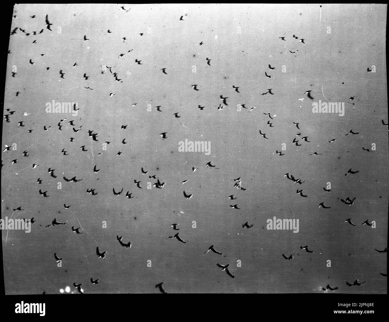 (Birds under escape) (Fåglar under flykt) Stock Photo