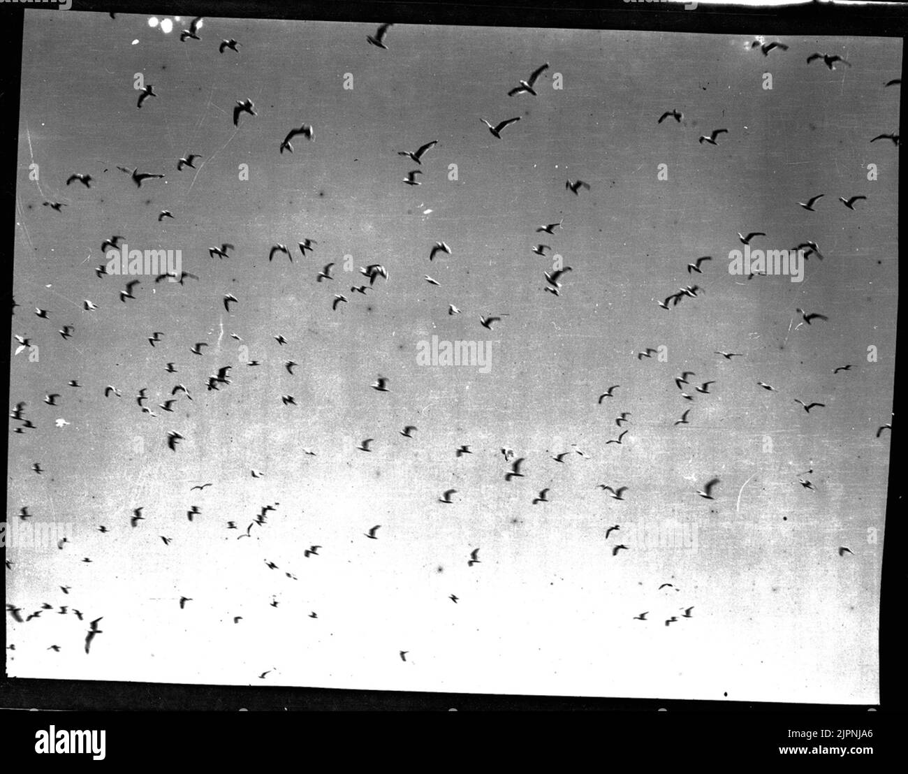 (Birds under escape) (Fåglar under flykt) Stock Photo