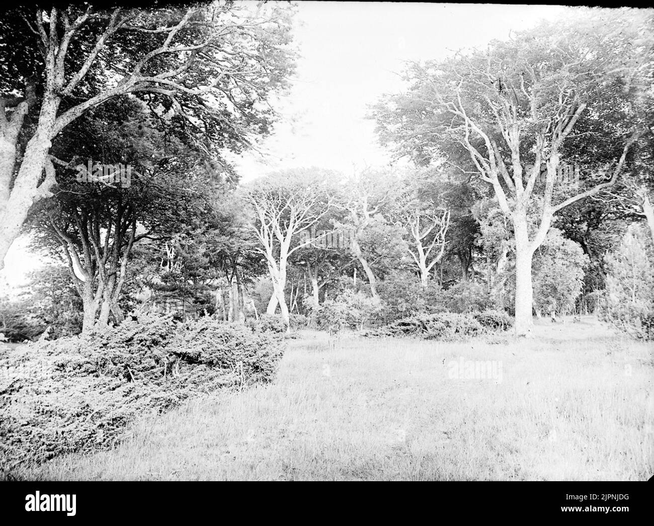 Deciduous forest Lövskog Stock Photo Alamy
