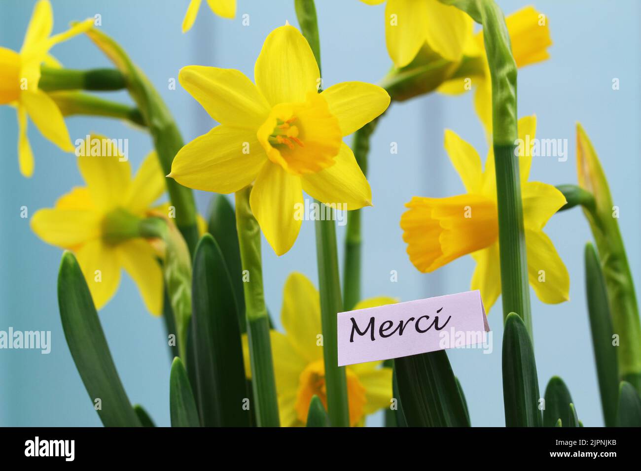 Merci (thank you in French) card with beautiful daffodils on blue background Stock Photo