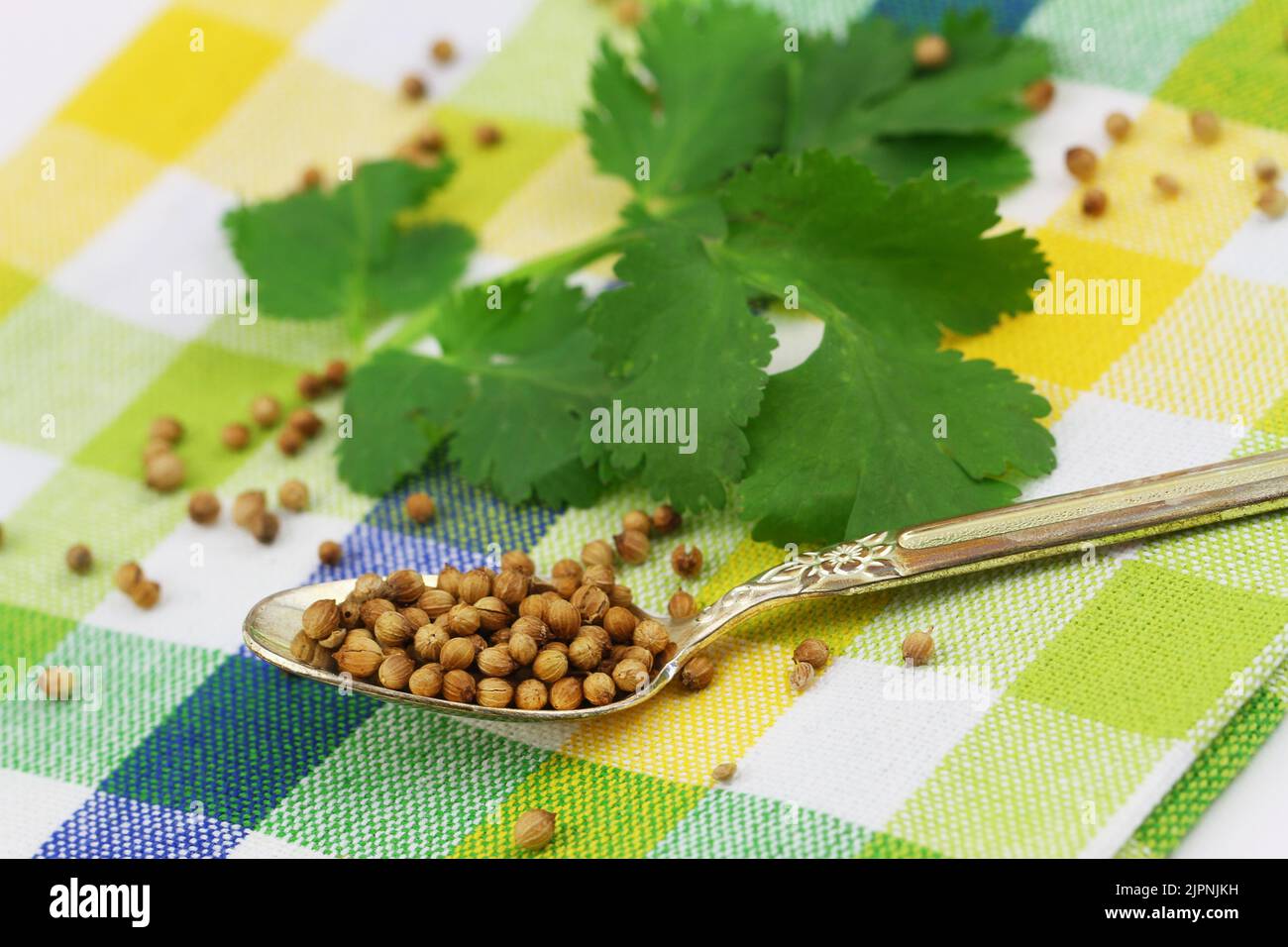 Coriander seeds on silver spoon and fresh coriander leaves on colorful checkered kitchen cloth Stock Photo