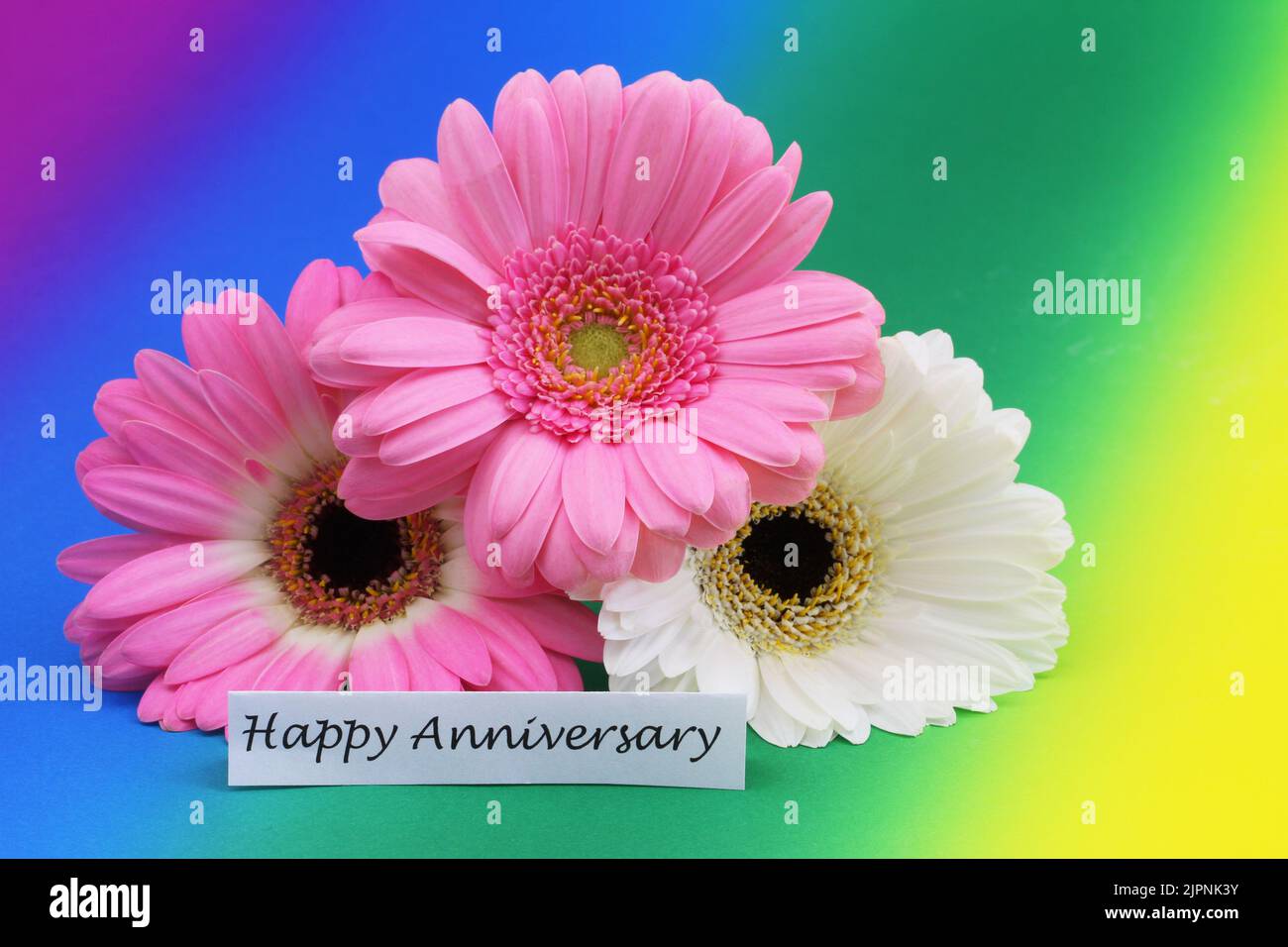 Happy Anniversary card with three beautiful gerbera daisies on rainbow coloured background Stock Photo