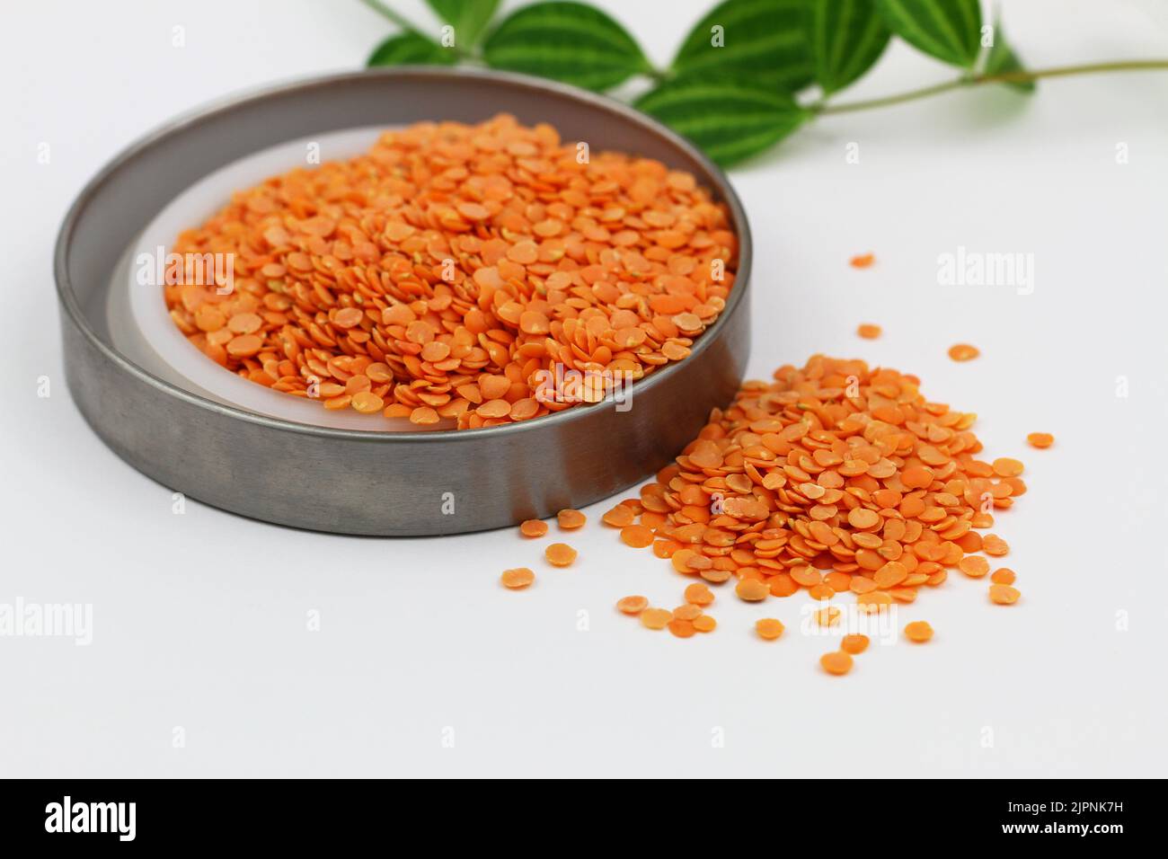 Uncooked red lentils in aluminium dish on white surface Stock Photo