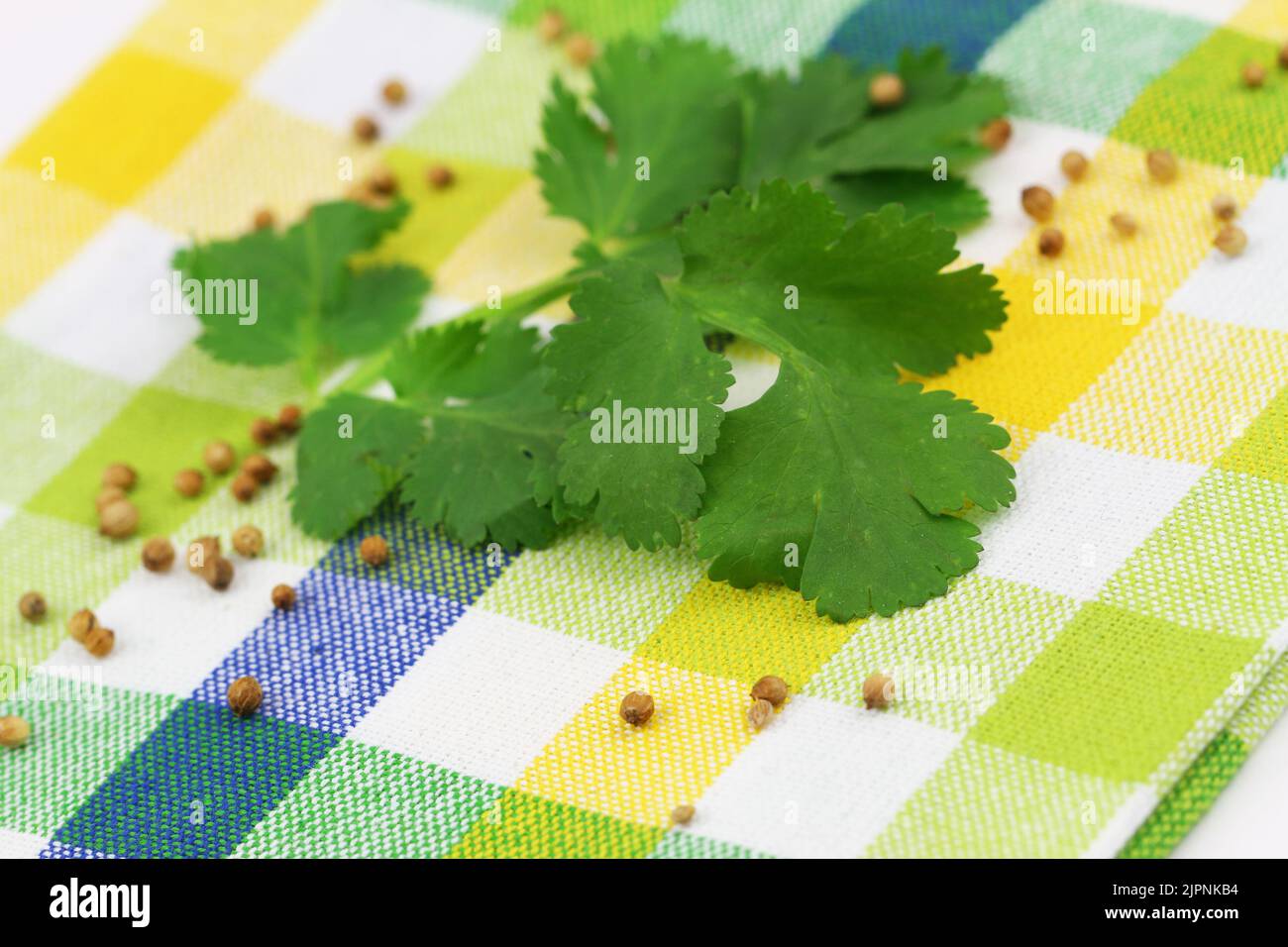Coriander seeds and fresh coriander leaves on colorful kitchen cloth Stock Photo