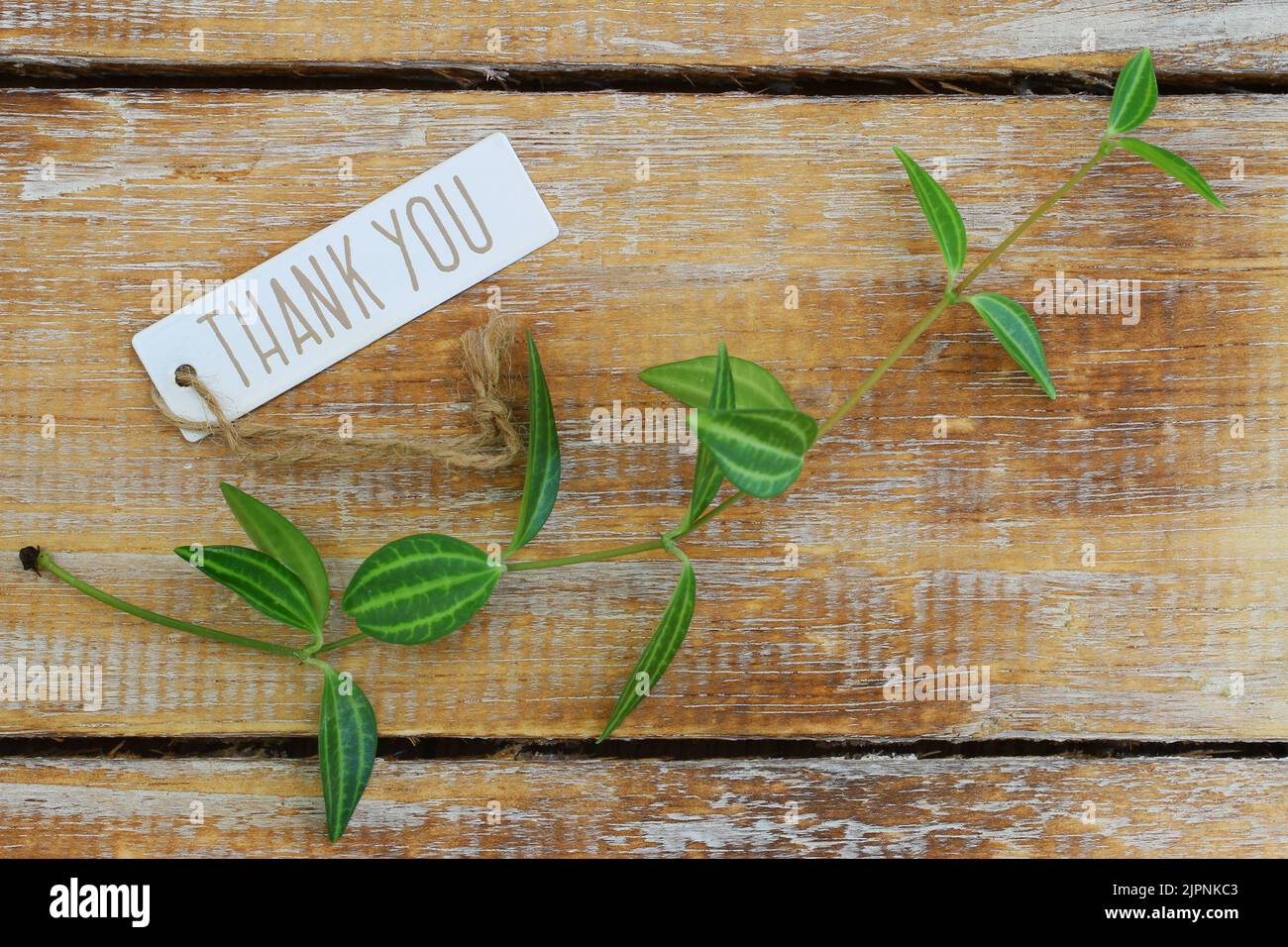 Thank you tag with green leaves on rustic wooden surface Stock Photo