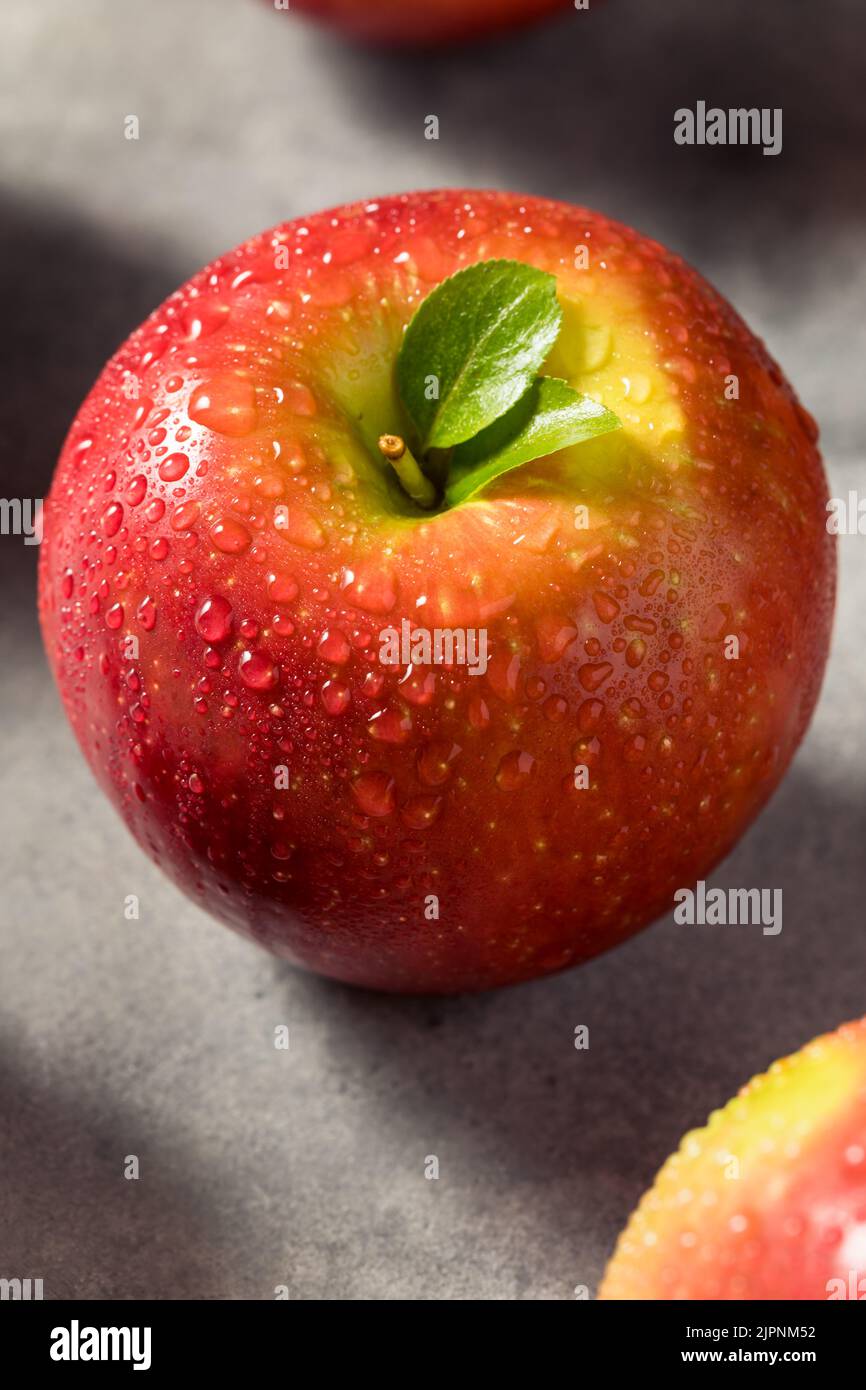 Raw Red Organic Cosmic Crisp Apples in a Bunch Stock Photo