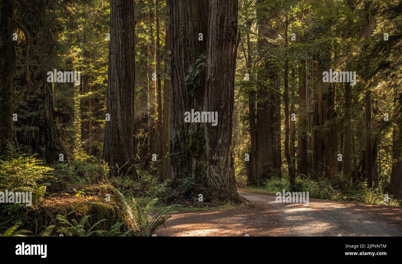 Old redwood highway hires stock photography and images Alamy