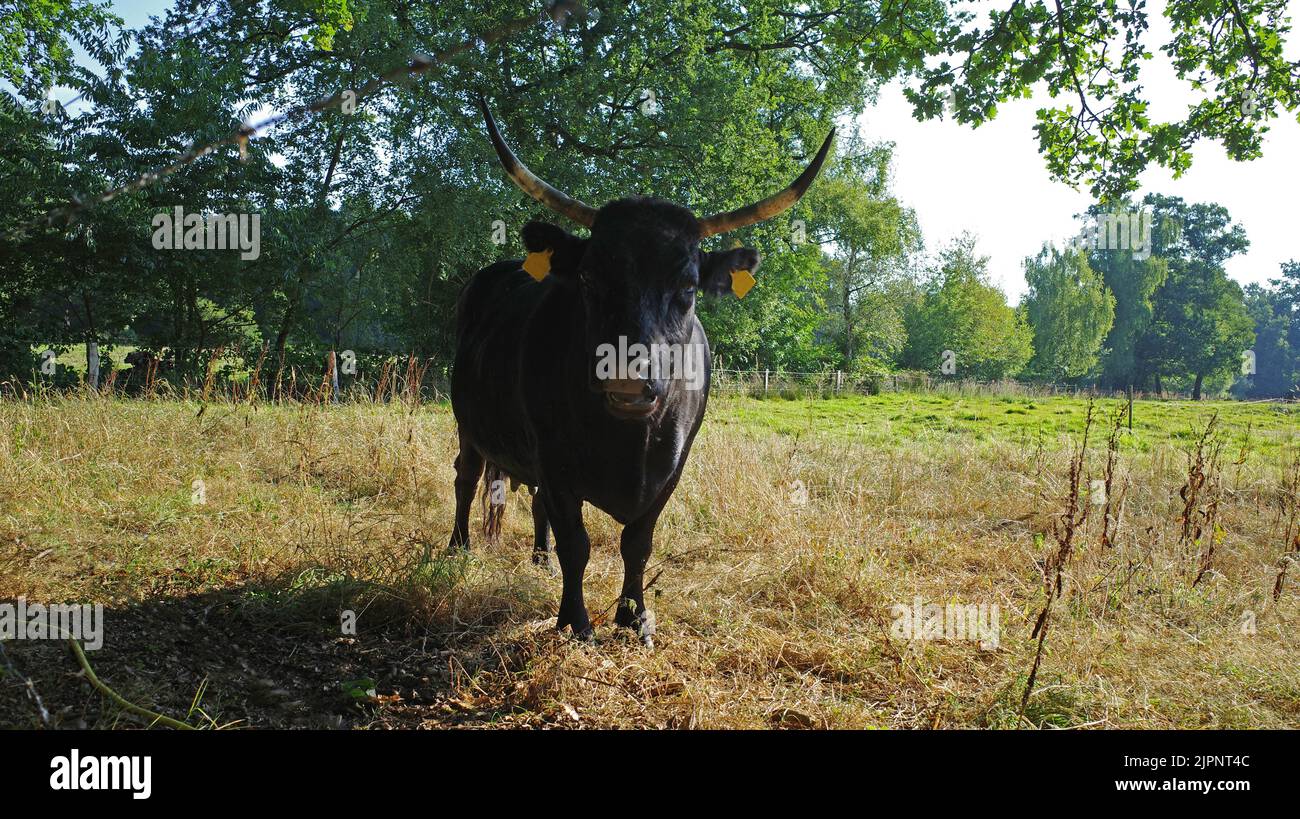 A black dexter cow with horns standing in a paddock in Germany. The summer is very dry this year, so the grass is yellow. Stock Photo