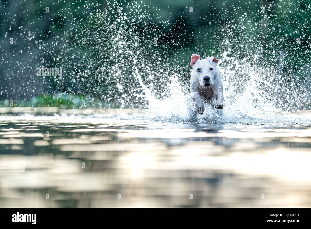 pit bull terrier swims and plays in the water in the lake Stock Photo