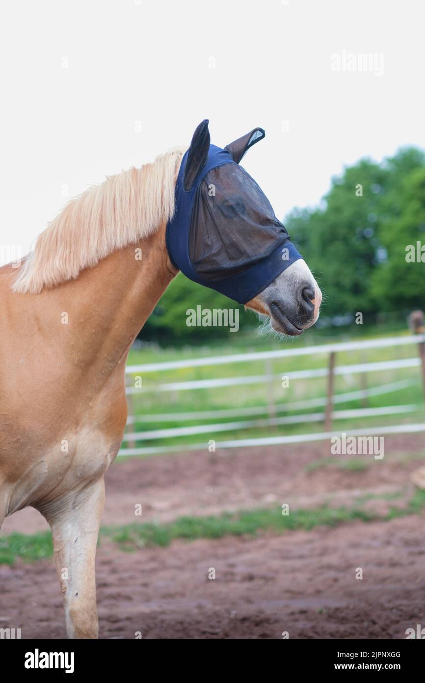 A vertical shot of beautiful horse Haflinger with fly mask on his head