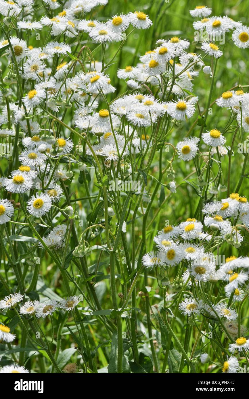 Daisy Fleabane wildflowers (Erigeron annuus) in full bloom in a meadow, selective focus. Herbaceous plant in the Asteraceae family. Stock Photo