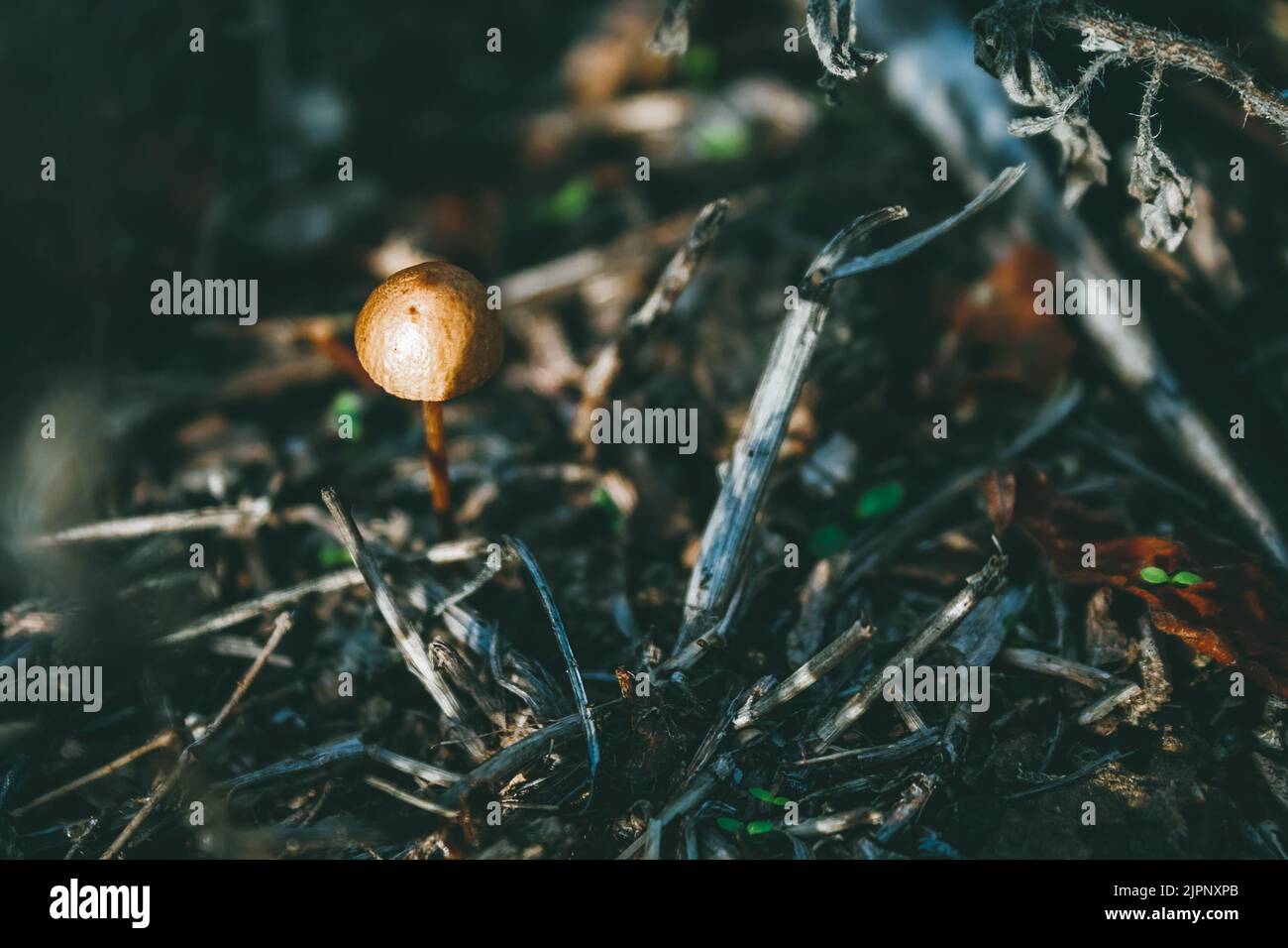 Beautiful small orange mushroom among dried branches, foliage, mowed grass in mystical autumn misty forest. Selective focus Stock Photo