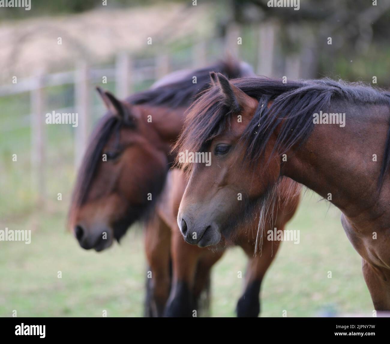Fell pony filly and gelding head image family resemblance UK Stock Photo