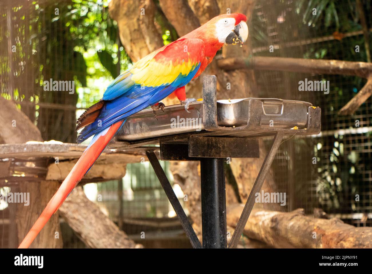The parrots are a broad order of more than 350 birds. Macaws, Amazons, lorikeets, lovebirds, cockatoos, and many others are all considered parrots. Stock Photo