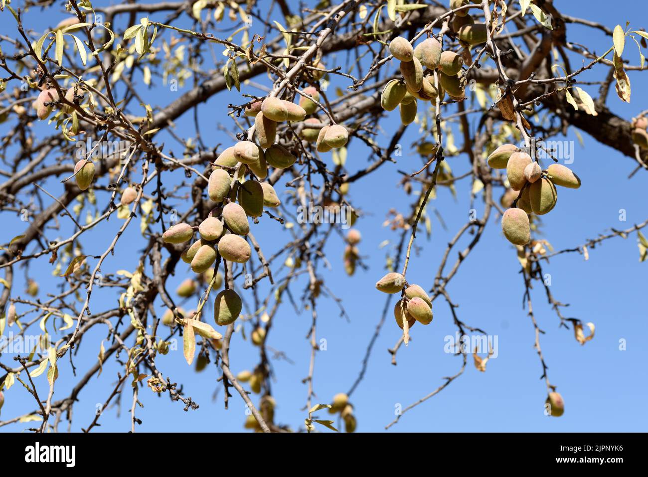 Detalle de las ramas del árbol del almendro cargadas de sus frutos a finales de agosto Stock Photo