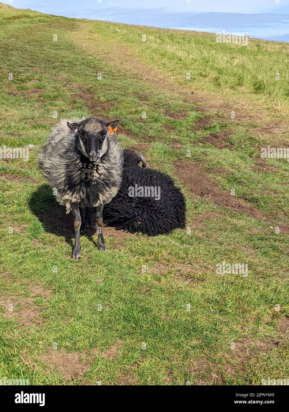 A vertical shot of two sheep on a grassy field in Faroe Islands ...