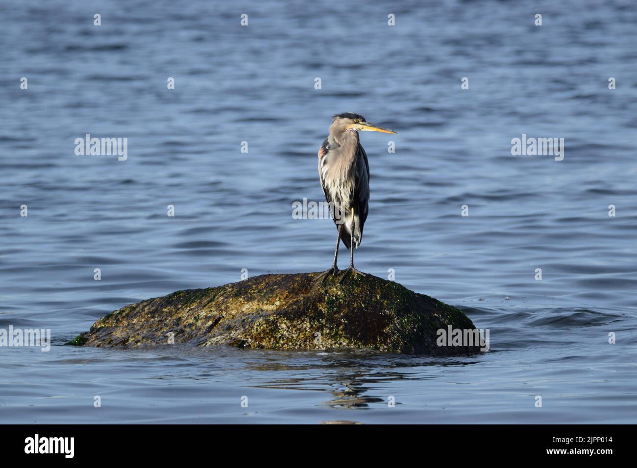 Great blue heron on rock exposed by low tide, Lincoln Park, West