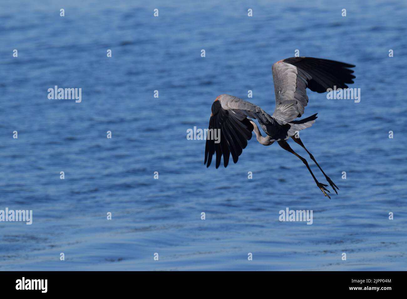 Great blue heron flying down the beach at Lincoln Park, West Seattle Stock Photo